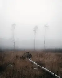 A foggy field with trees in the distance
