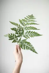 Hand holding a beautiful fern