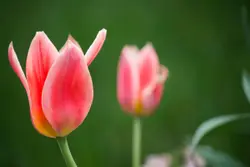 Pink tulips