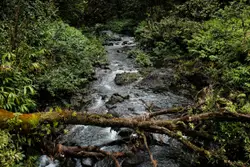 Timelapse photography of river surrounded with trees