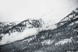 Wooded slopes in black and white