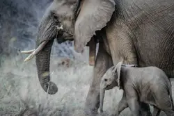 Elephant mom and child