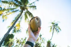 Coconut is all you need