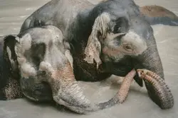 Playful Elephants