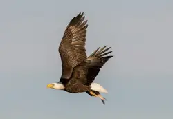 Bald Eagle with Food
