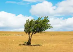 I’ve driven by this tree numerous times, but on this pa