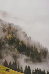 Forest covered with smoke