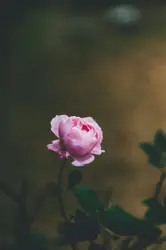 Pink petaled flower