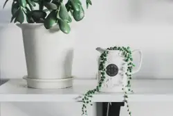 If you love plants check out @karaeadscreates on instag