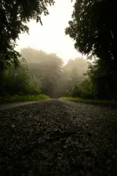 Gray road between trees