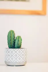 Green cactus plant on white panel