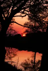 Silhouette of trees beside body of water \