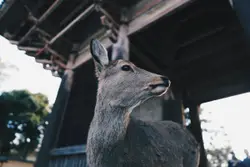 Deer standing in building