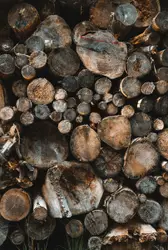 Logs Texture