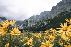 Yellow petaled flower field