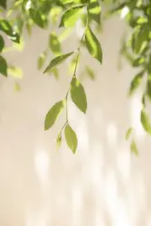 Green leaf