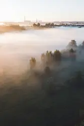Foggy forest scenery