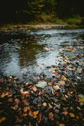 Selective focus photo of dried leaves on river