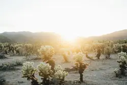 Jumping cholla plants photo during sunset