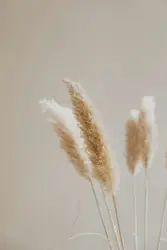 Pampas grass plumes against beige background