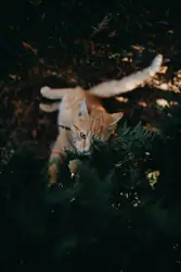 Orange tabby cat climbing on green pine tree