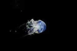 Blue and white jellyfish in water
