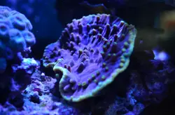 Purple and green coral reef