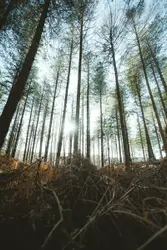 Wide angle forest scene