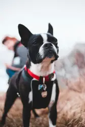 Standing short coated black and white puppy