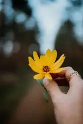 Shallow focus photo of yellow flower