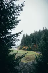 Pine trees