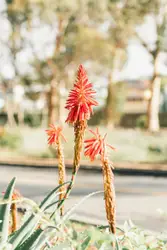 Shallow focus photo of red flowers