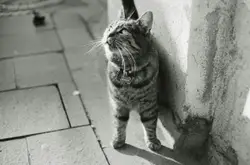 Grayscale photo of cat beside wall