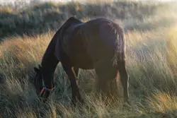 Black horse eating green grass during daytime