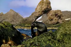 Antarctic fur seal grooming at Cape Shirreff.