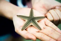 Starfish in hand
