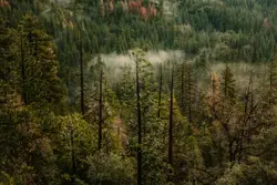 Photo of green pine trees