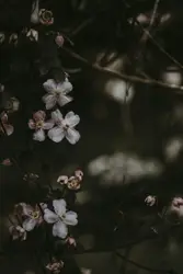 Moody florals