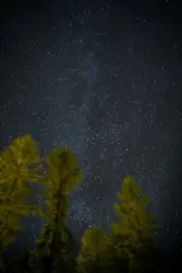 Green leaf trees and galaxy wallpaper