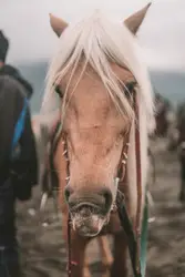 Brown Horse With A White Head And Brown Hair