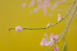 Selective focus photography of pink flower