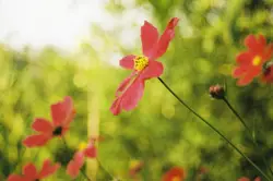 Red petaled flower