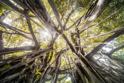 Bare tree scenery