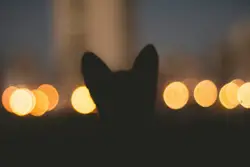 Silhouette of animal