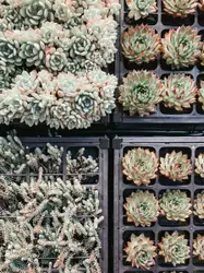 Green plants