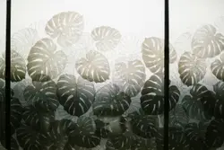 Monstera Deliciosa wallpaper in a defused window
