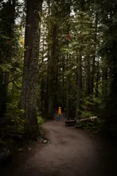 Forest during daytime