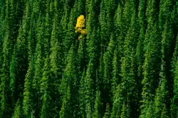 A single Aspen tree stands brilliant against a sea of g
