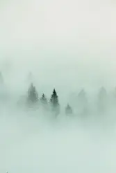 Green pine trees covered with white fog