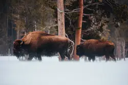 Brown bison on snow covered ground during daytime